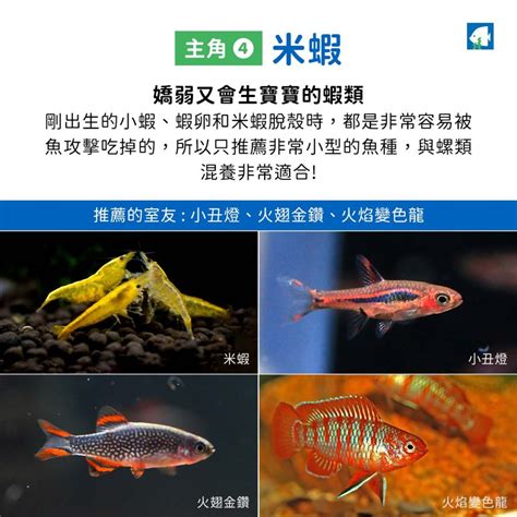 混養魚|燈魚混養教學，31種可以和平共處的魚隻